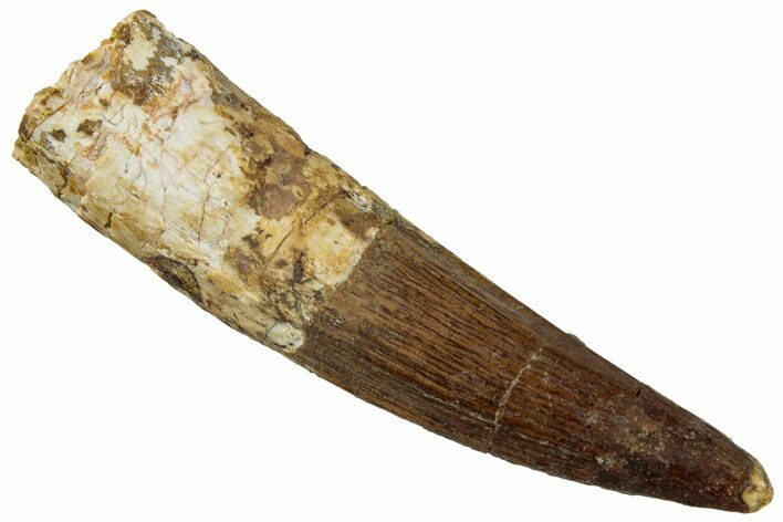 Fossil Spinosaurus Tooth - Real Dinosaur Tooth #319054